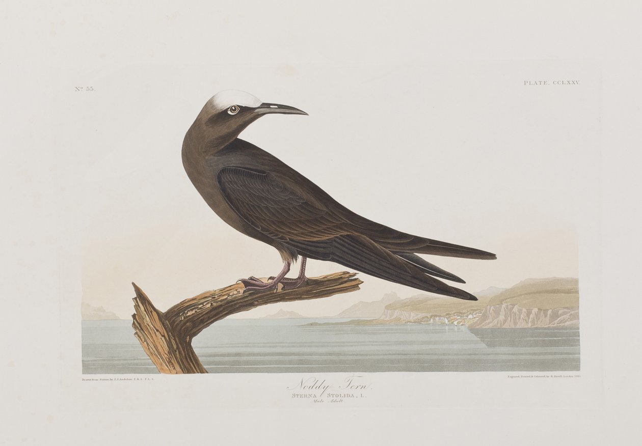 Illusztráció a "Birds of America"-ból alkotó: John James Audubon