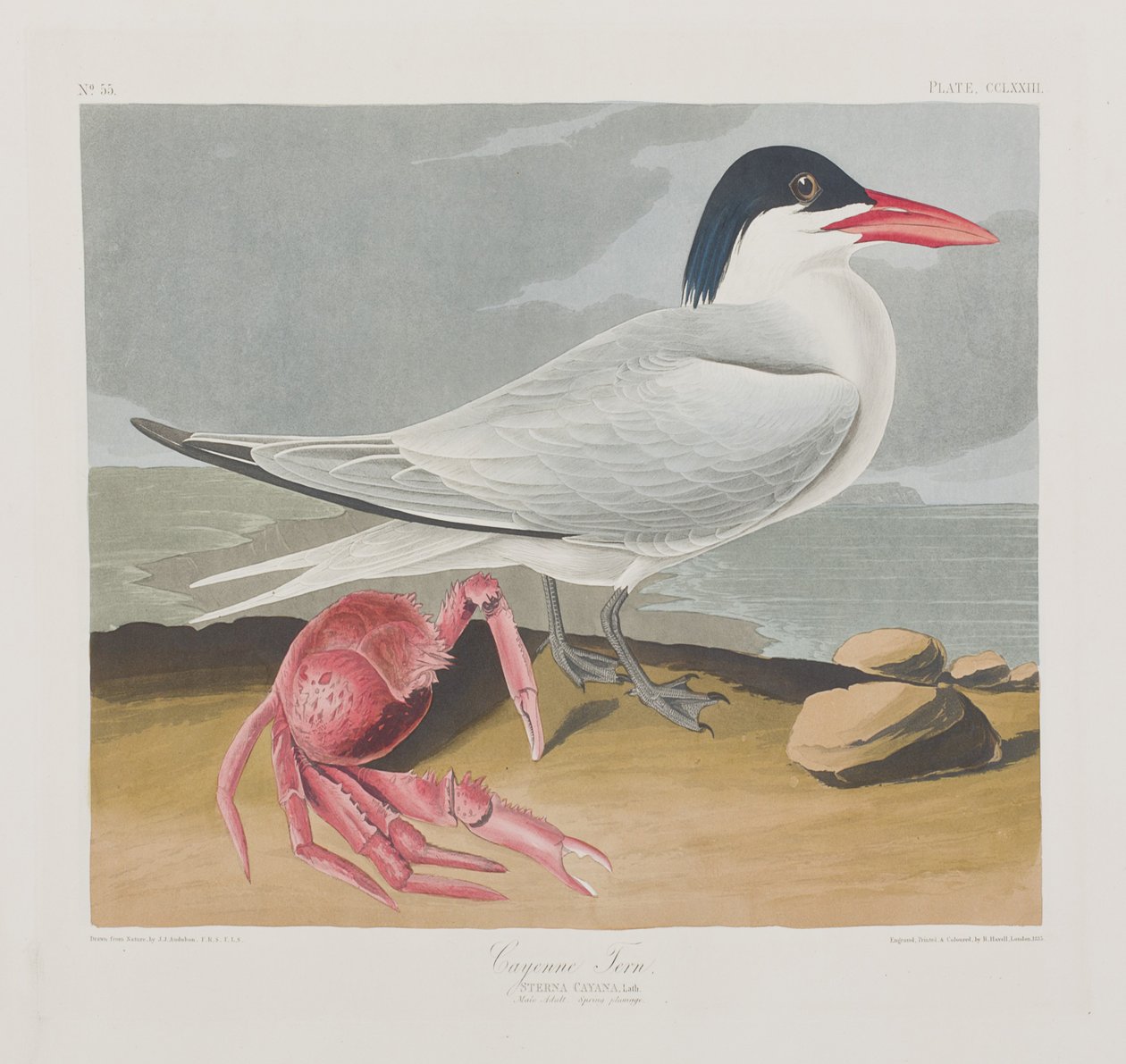 Illusztráció a "Birds of America"-ból alkotó: John James Audubon