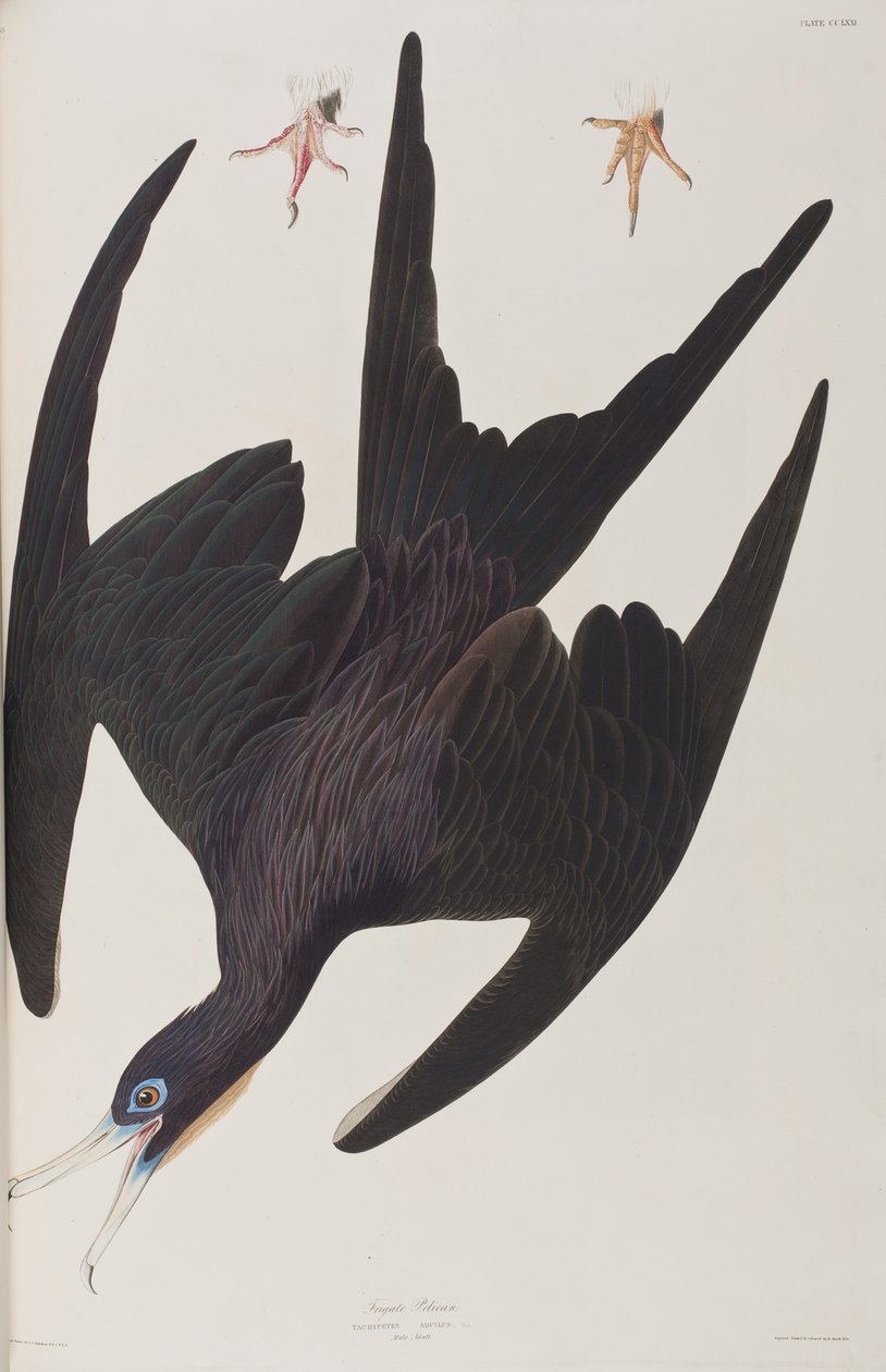 Illusztráció a "Birds of America"-ból alkotó: John James Audubon