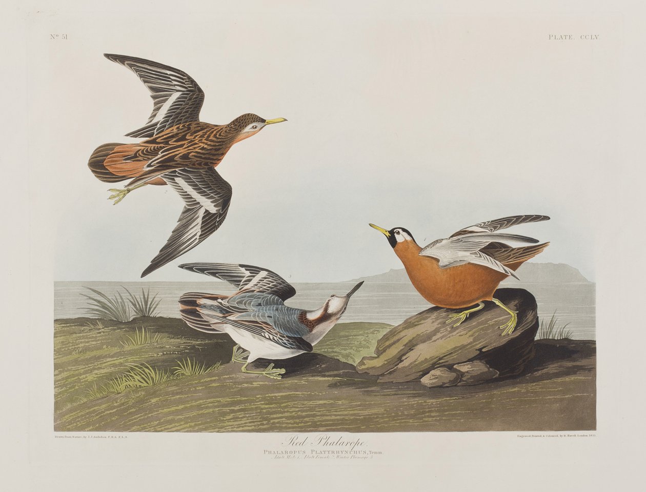 Illusztráció a "Birds of America"-ból alkotó: John James Audubon