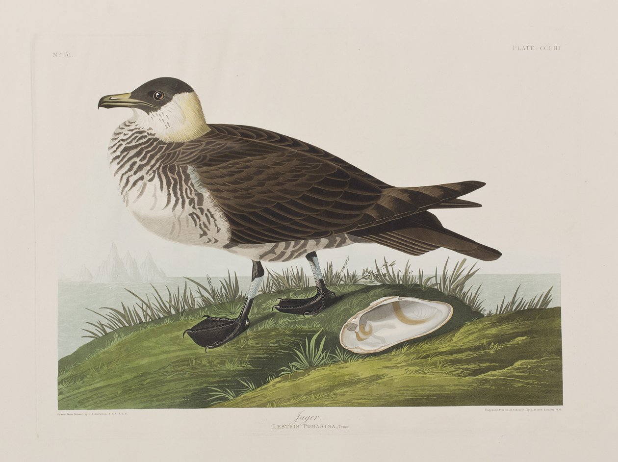 Illusztráció a "Birds of America"-ból alkotó: John James Audubon
