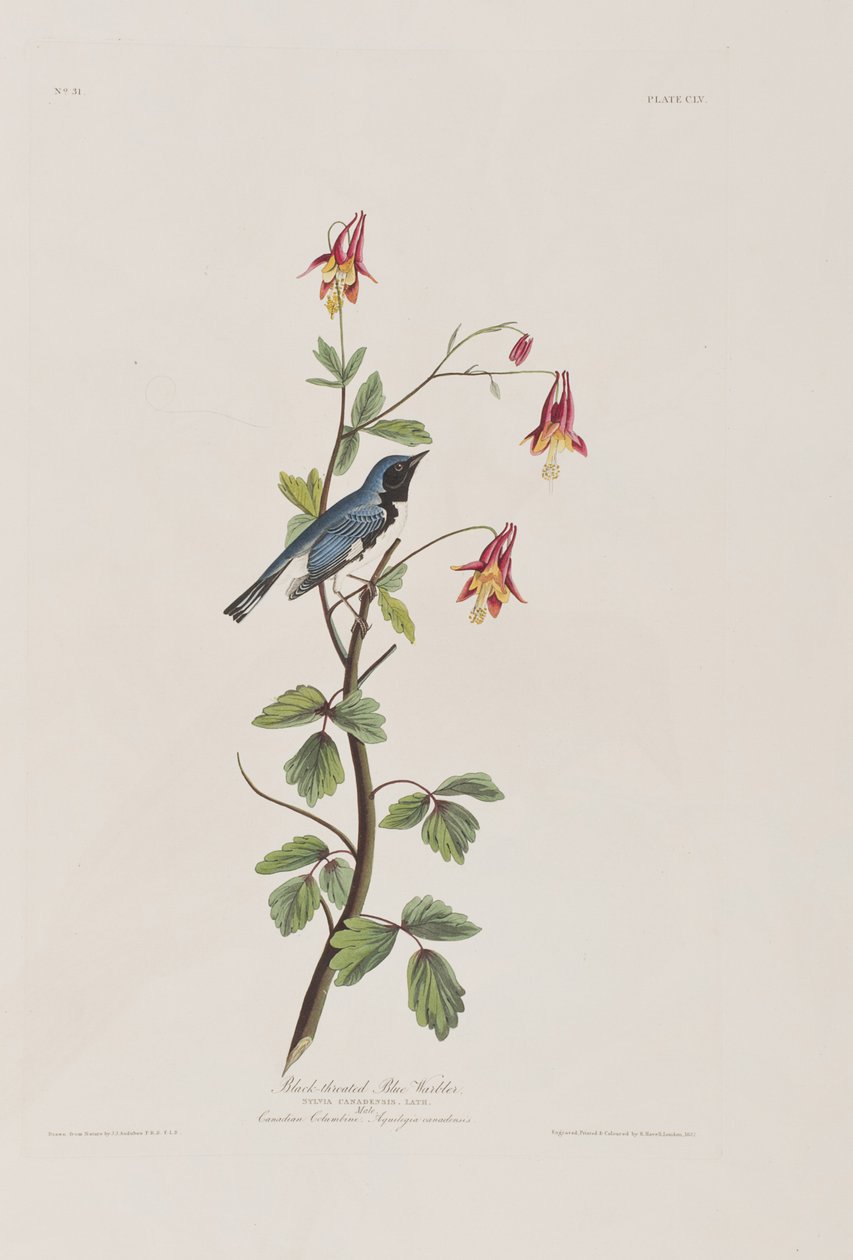 Illusztráció a "Birds of America"-ból alkotó: John James Audubon