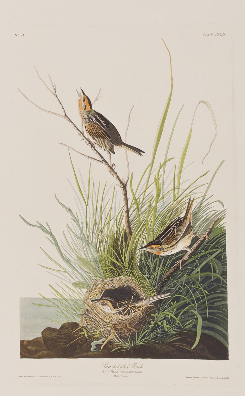 Illusztráció a "Birds of America"-ból alkotó: John James Audubon