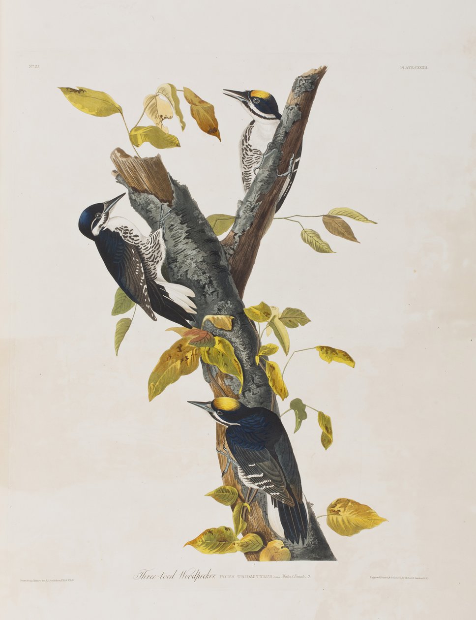 Illusztráció a "Birds of America"-ból alkotó: John James Audubon