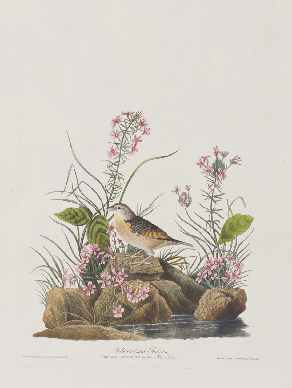 Illusztráció a "Birds of America"-ból alkotó: John James Audubon