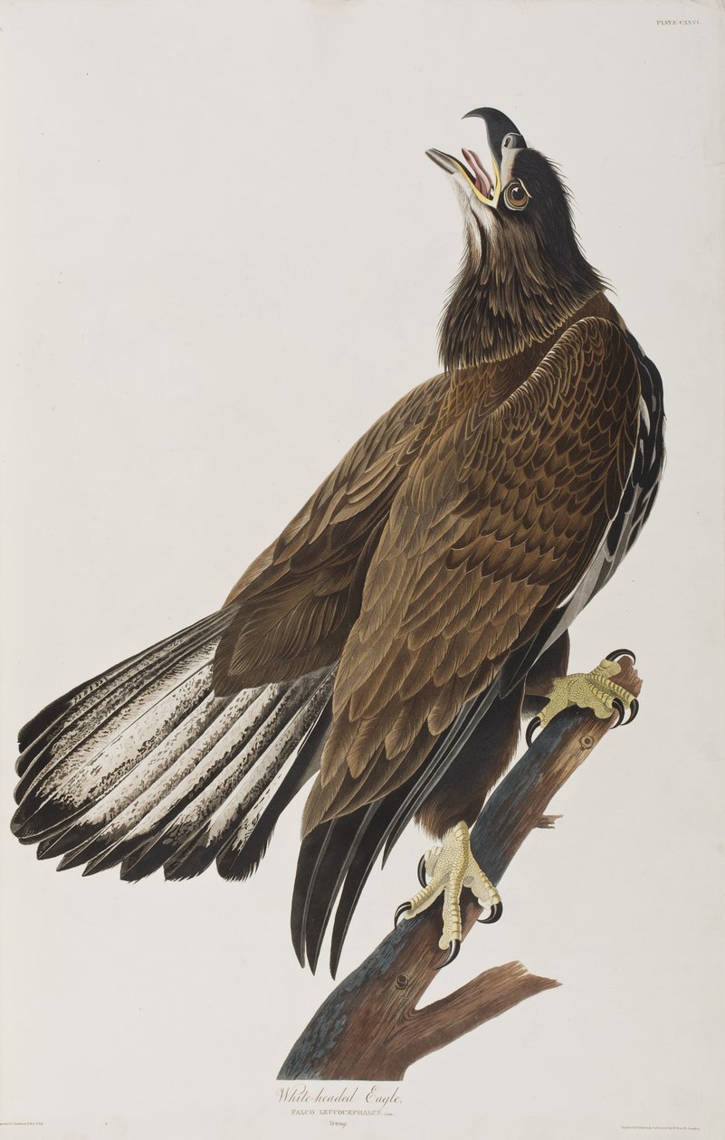 Illusztráció a "Birds of America"-ból alkotó: John James Audubon
