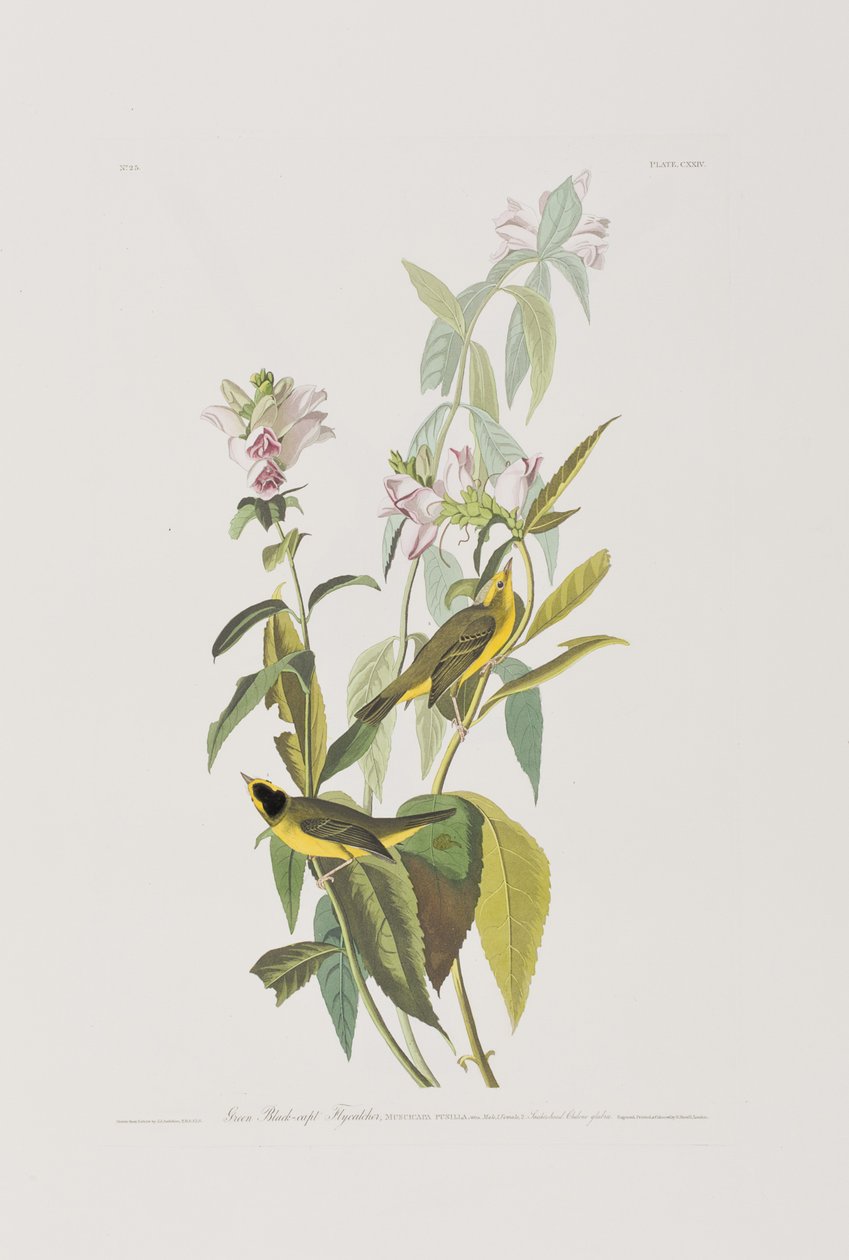 Illusztráció a "Birds of America"-ból alkotó: John James Audubon