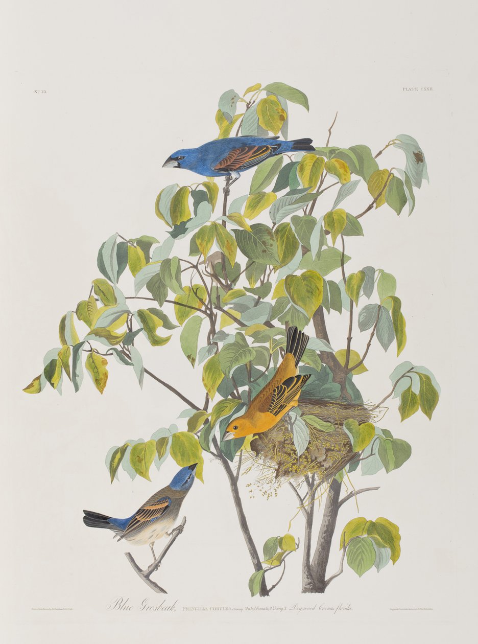 Illusztráció a "Birds of America"-ból alkotó: John James Audubon