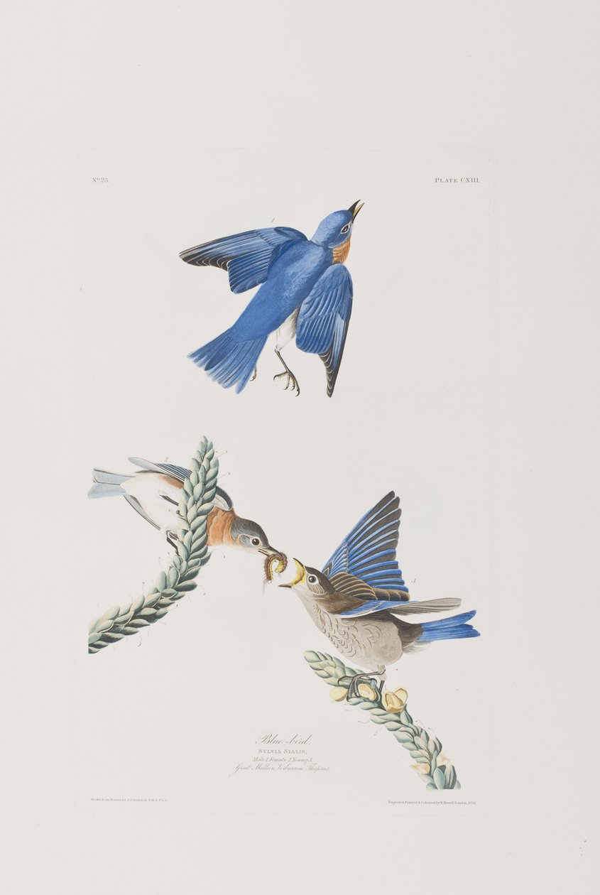 Illusztráció a "Birds of America"-ból alkotó: John James Audubon
