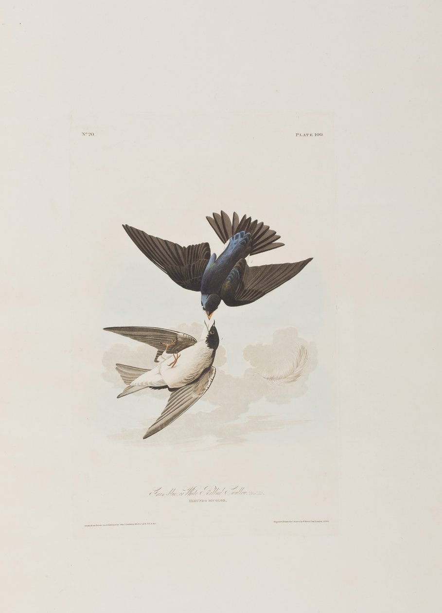 Illusztráció a "Birds of America"-ból alkotó: John James Audubon