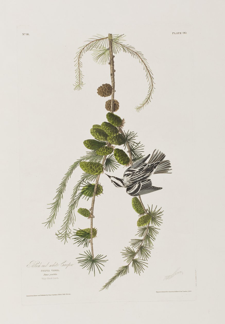 Illusztráció a "Birds of America"-ból alkotó: John James Audubon