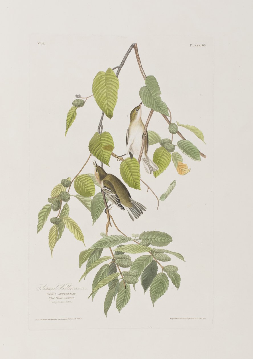 Illusztráció a "Birds of America"-ból alkotó: John James Audubon
