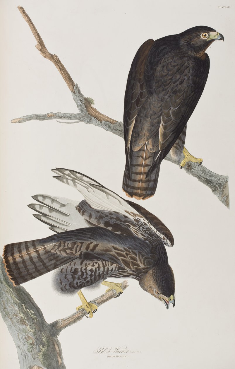 Illusztráció a "Birds of America"-ból alkotó: John James Audubon