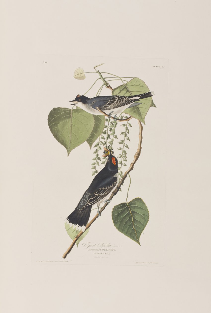 Illusztráció a "Birds of America"-ból alkotó: John James Audubon