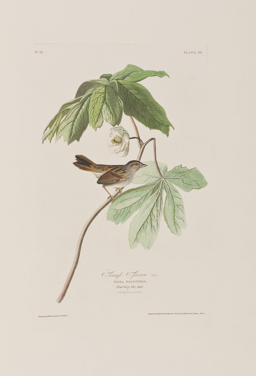 Illusztráció a "Birds of America"-ból alkotó: John James Audubon