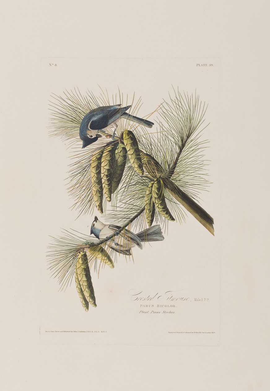Illusztráció a "Birds of America"-ból alkotó: John James Audubon