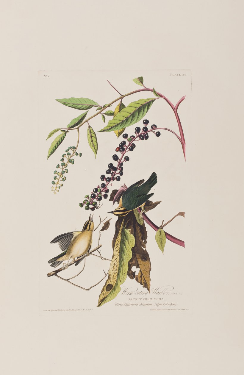 Illusztráció a "Birds of America"-ból alkotó: John James Audubon