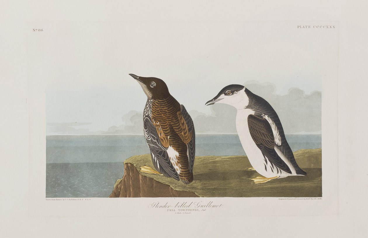 Illusztráció a "Birds of America"-ból alkotó: John James Audubon