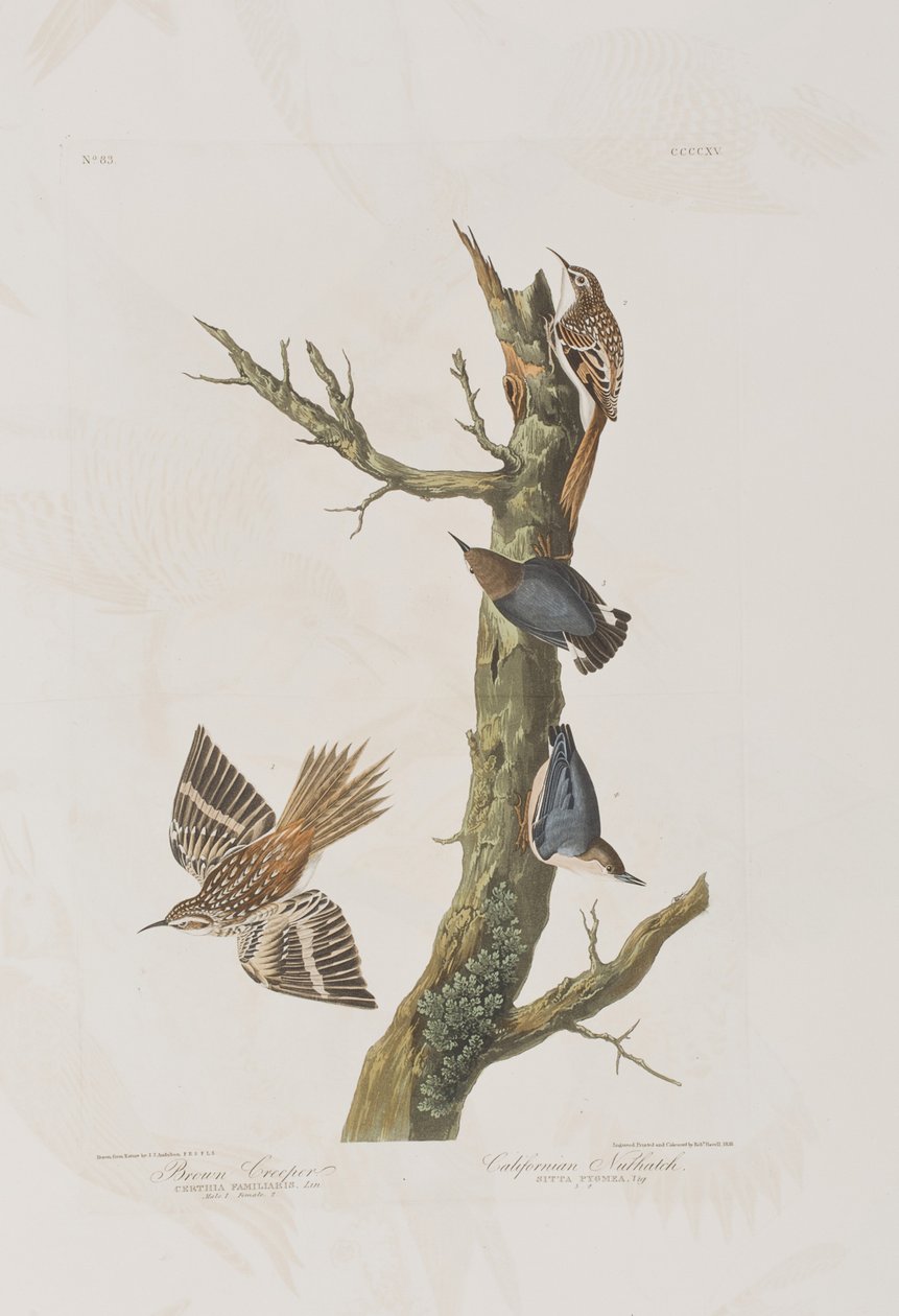 Illusztráció a "Birds of America"-ból alkotó: John James Audubon