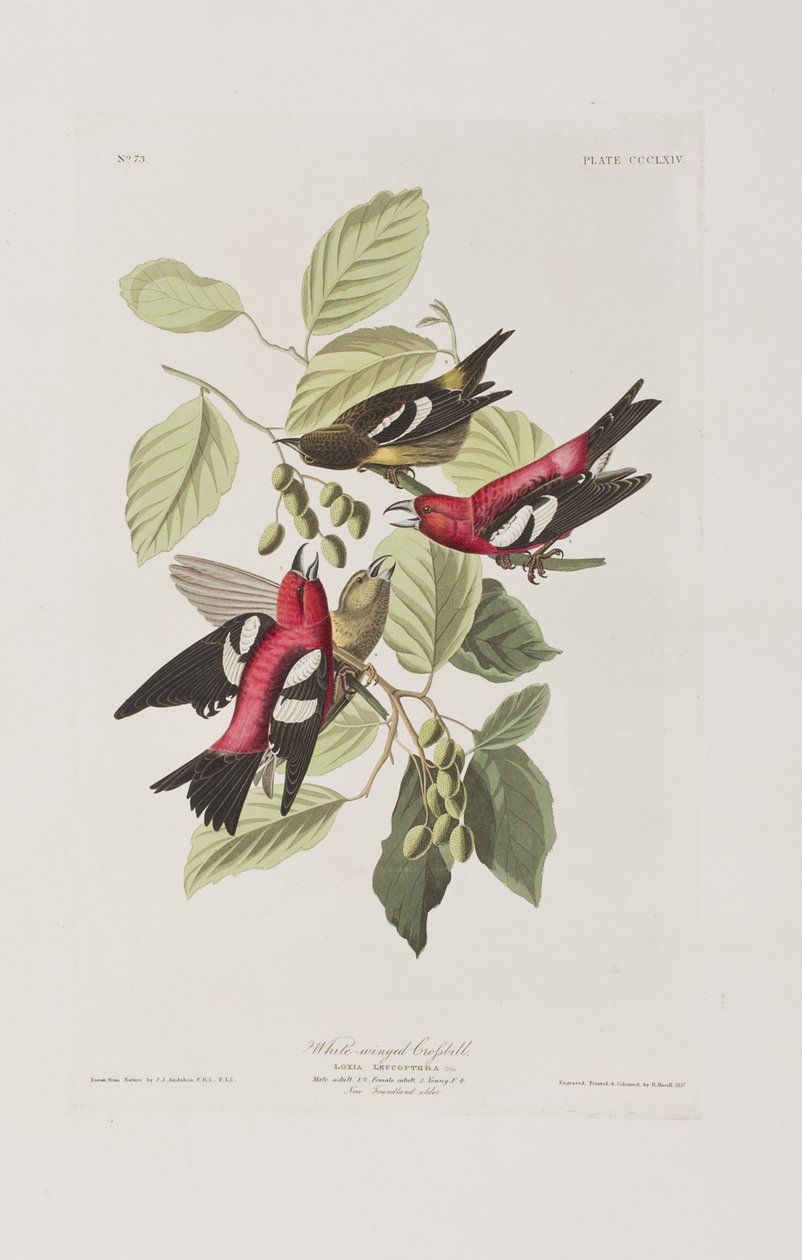 Illusztráció a "Birds of America"-ból alkotó: John James Audubon