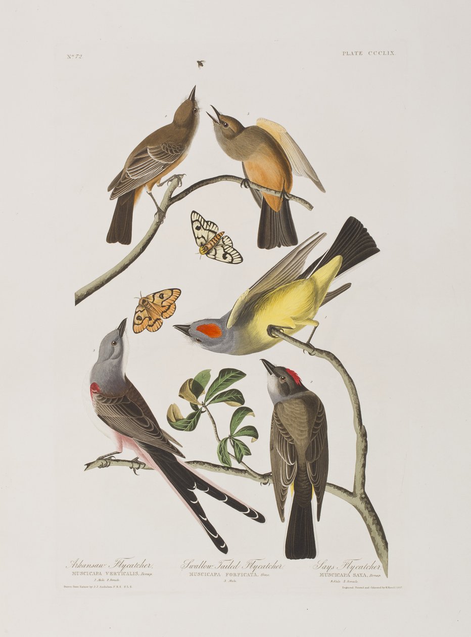 Illusztráció a "Birds of America"-ból alkotó: John James Audubon