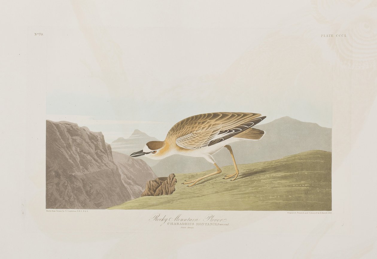 Illusztráció a "Birds of America"-ból alkotó: John James Audubon
