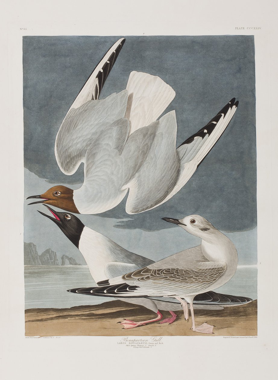 Illusztráció a "Birds of America"-ból alkotó: John James Audubon