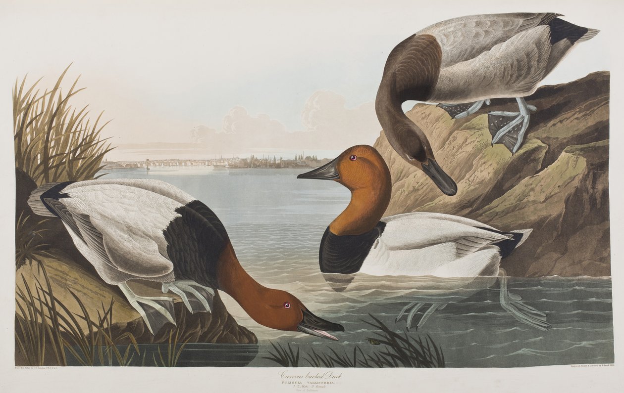 Illusztráció a "Birds of America"-ból alkotó: John James Audubon