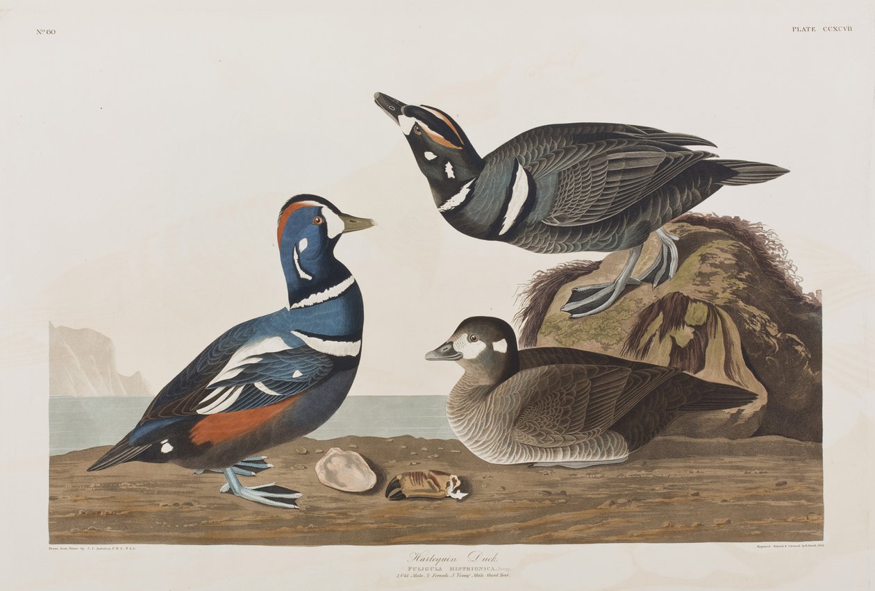 Illusztráció a "Birds of America"-ból alkotó: John James Audubon
