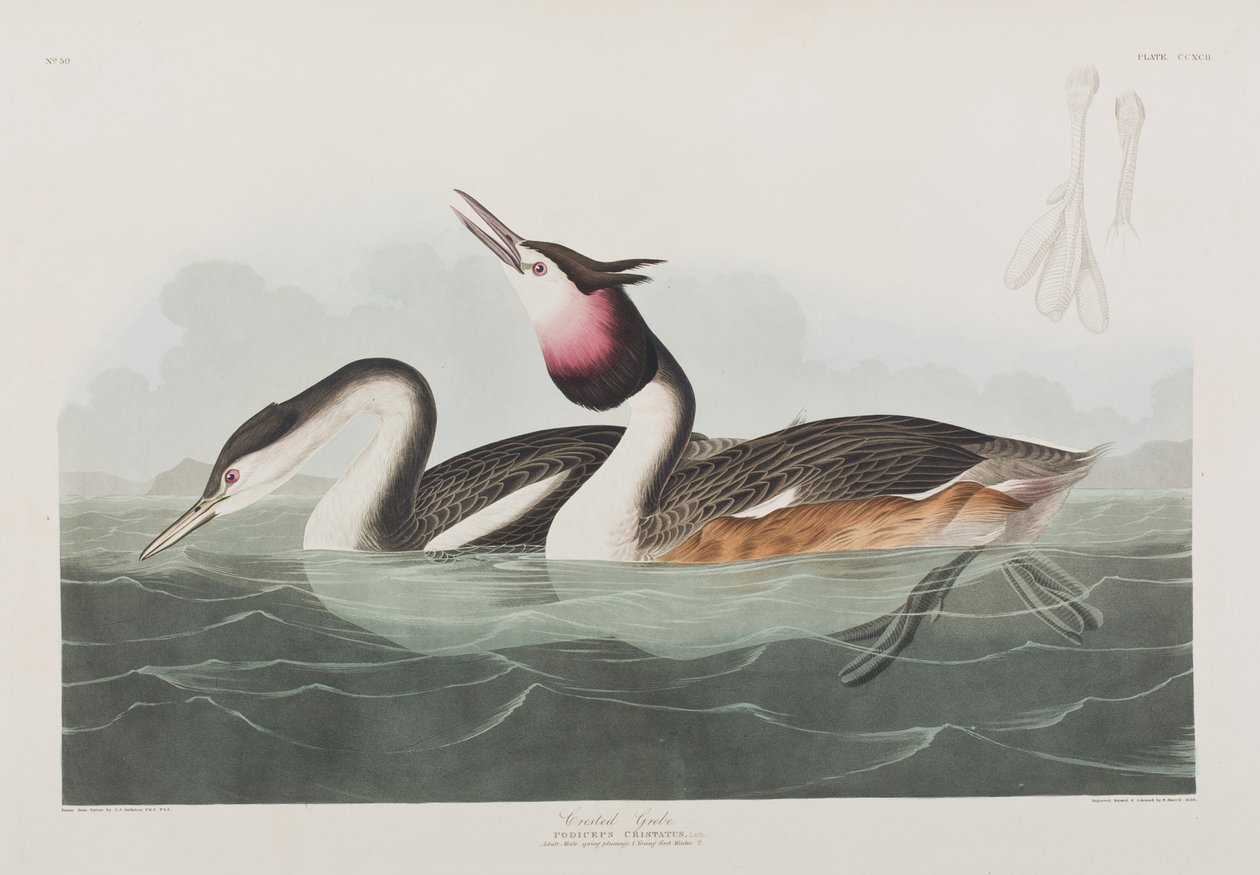 Illusztráció a "Birds of America"-ból alkotó: John James Audubon