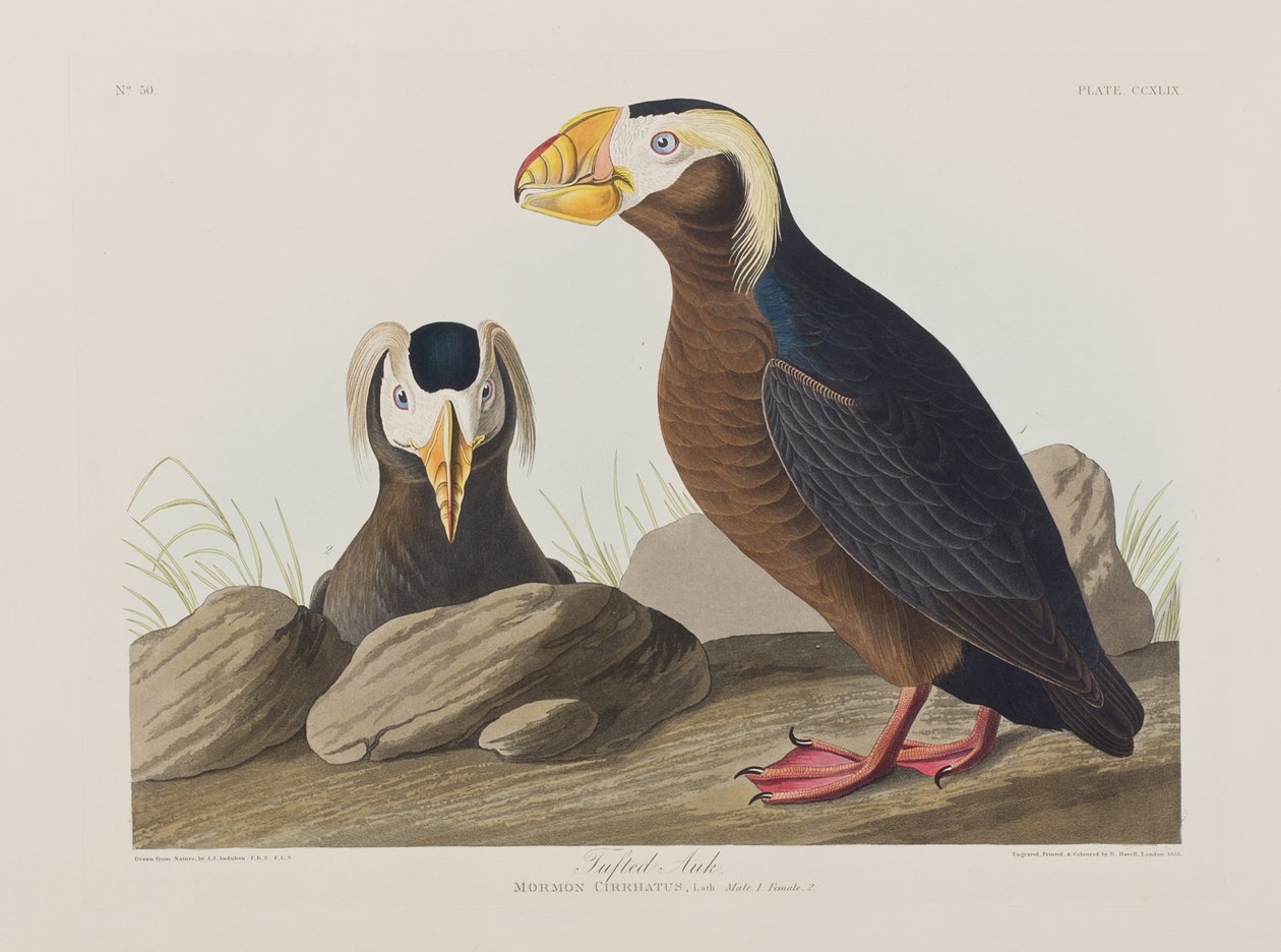 Illusztráció a "Birds of America"-ból alkotó: John James Audubon
