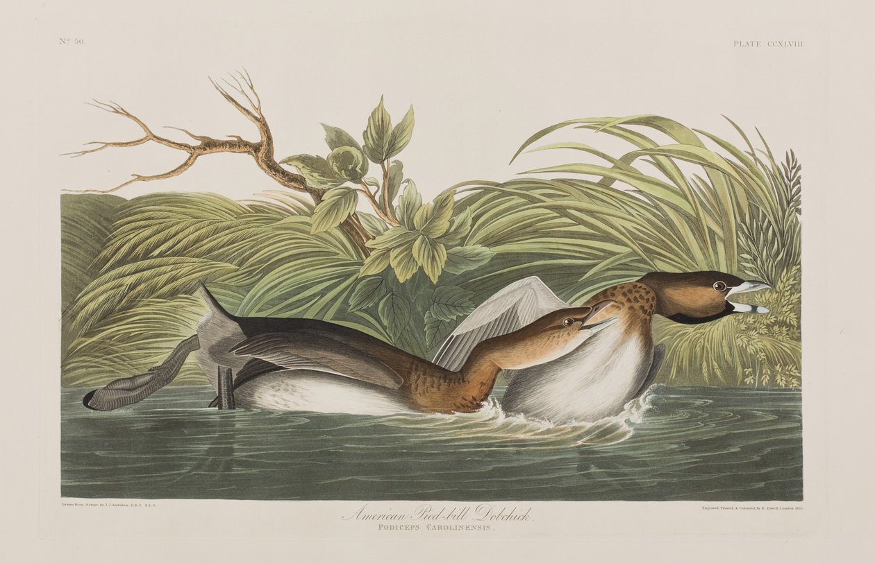 Illusztráció a "Birds of America"-ból alkotó: John James Audubon