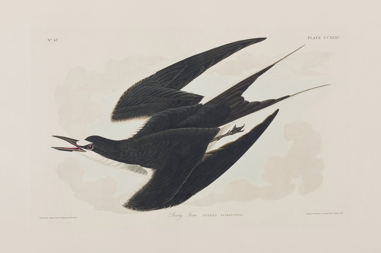 Illusztráció a "Birds of America"-ból alkotó: John James Audubon