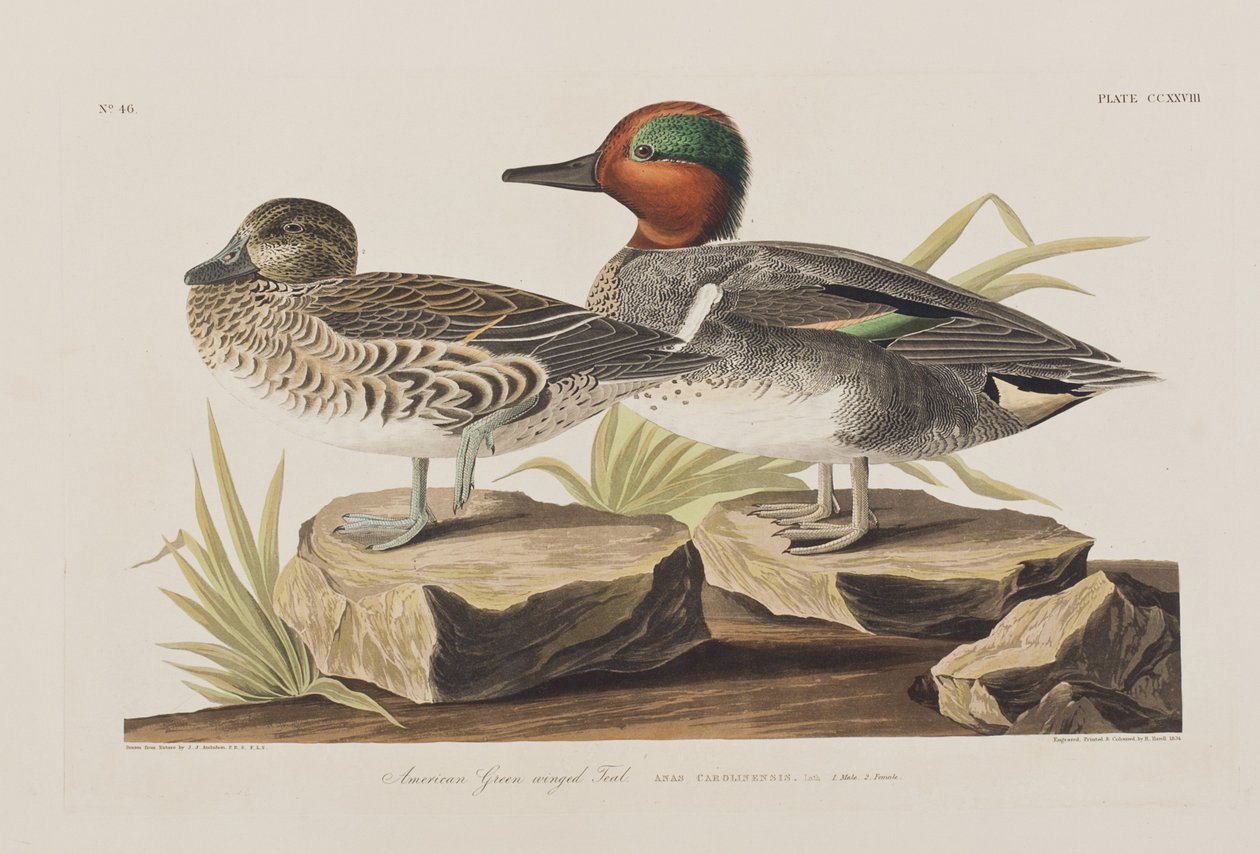 Illusztráció a "Birds of America"-ból alkotó: John James Audubon