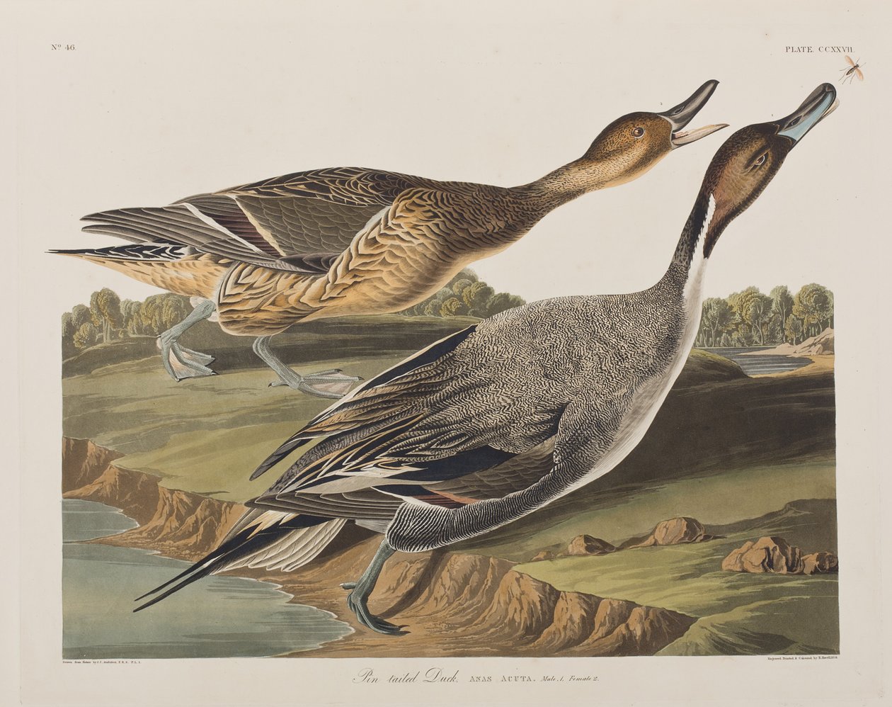 Illusztráció a "Birds of America"-ból alkotó: John James Audubon