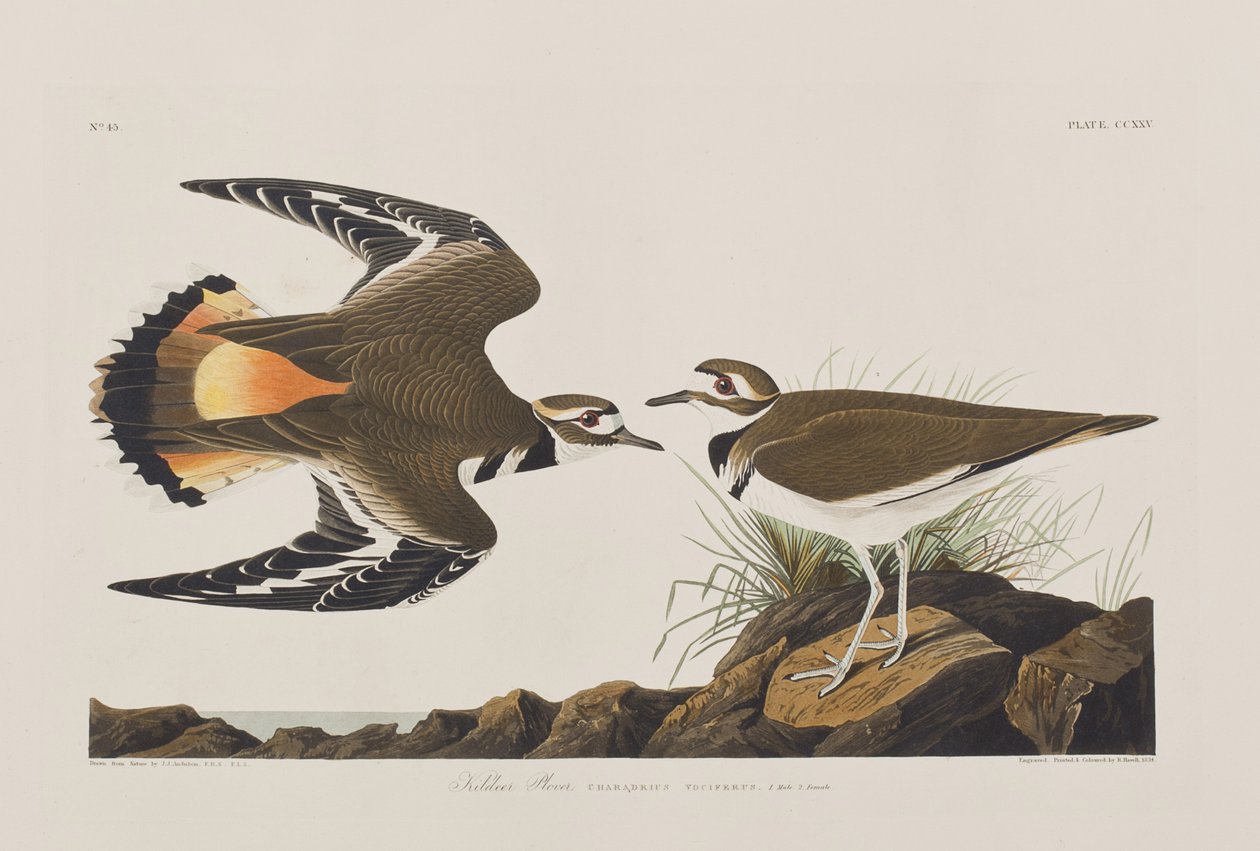 Illusztráció a "Birds of America"-ból alkotó: John James Audubon