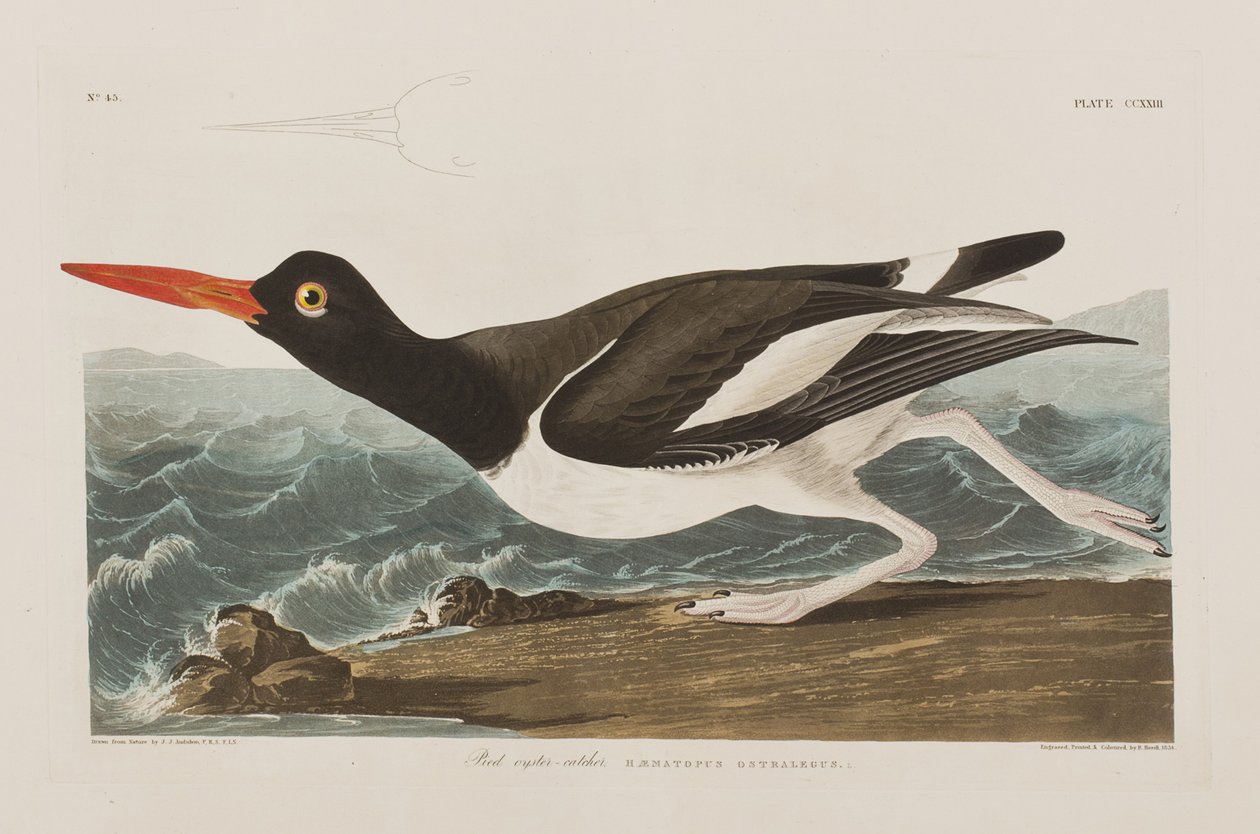 Illusztráció a "Birds of America"-ból alkotó: John James Audubon