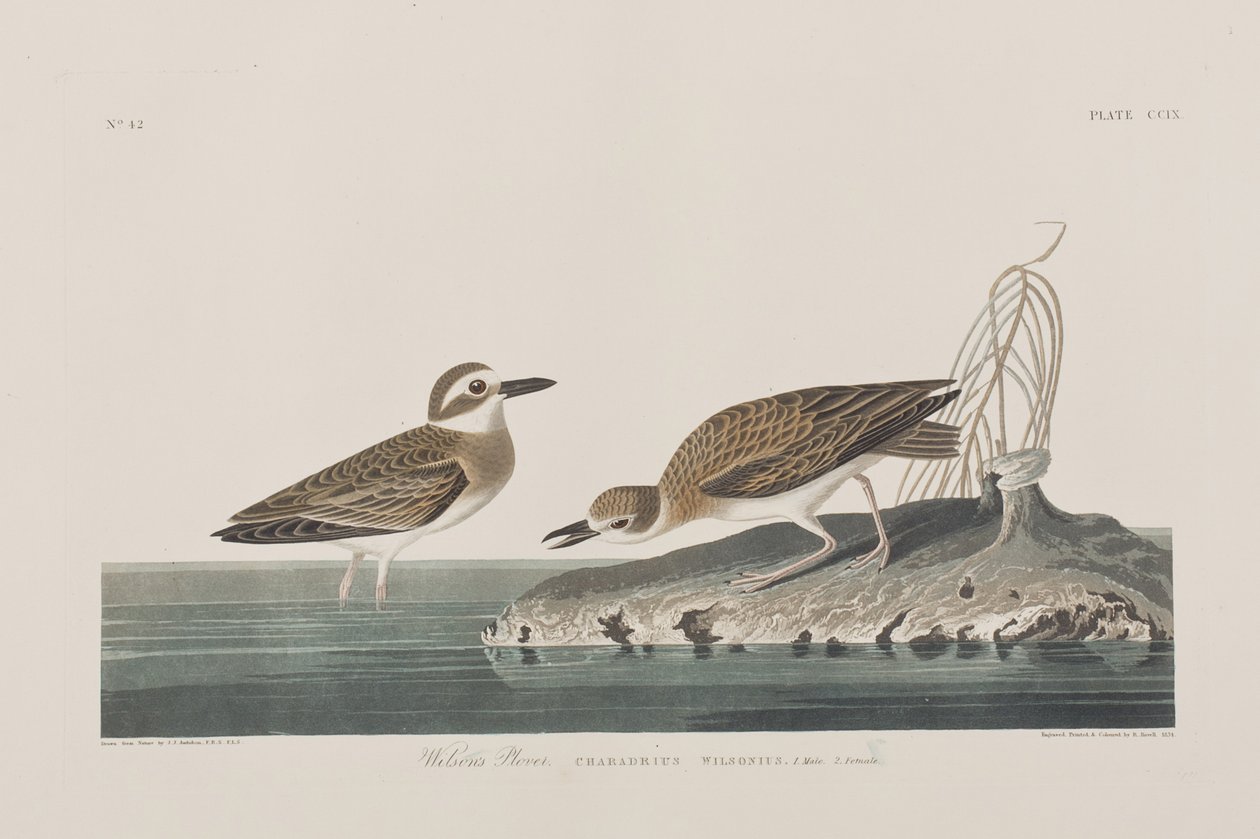 Illusztráció a "Birds of America"-ból alkotó: John James Audubon