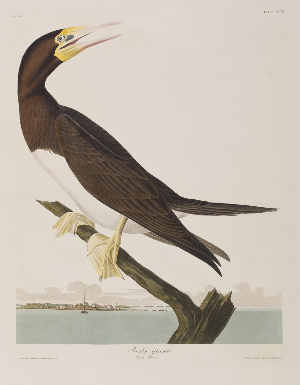 Illusztráció a "Birds of America"-ból alkotó: John James Audubon