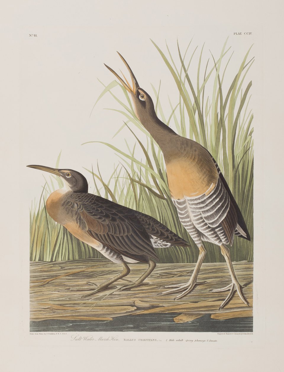 Illusztráció a "Birds of America"-ból alkotó: John James Audubon