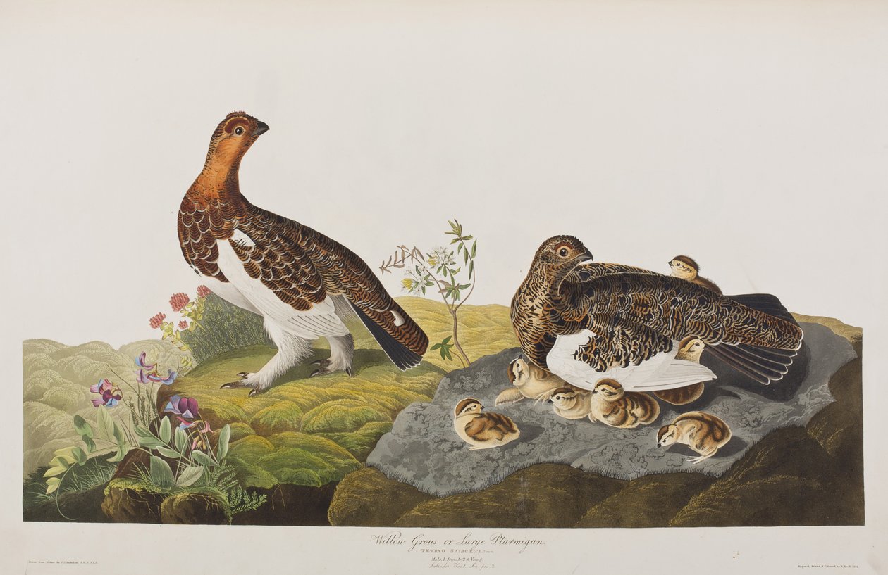 Illusztráció a "Birds of America"-ból alkotó: John James Audubon