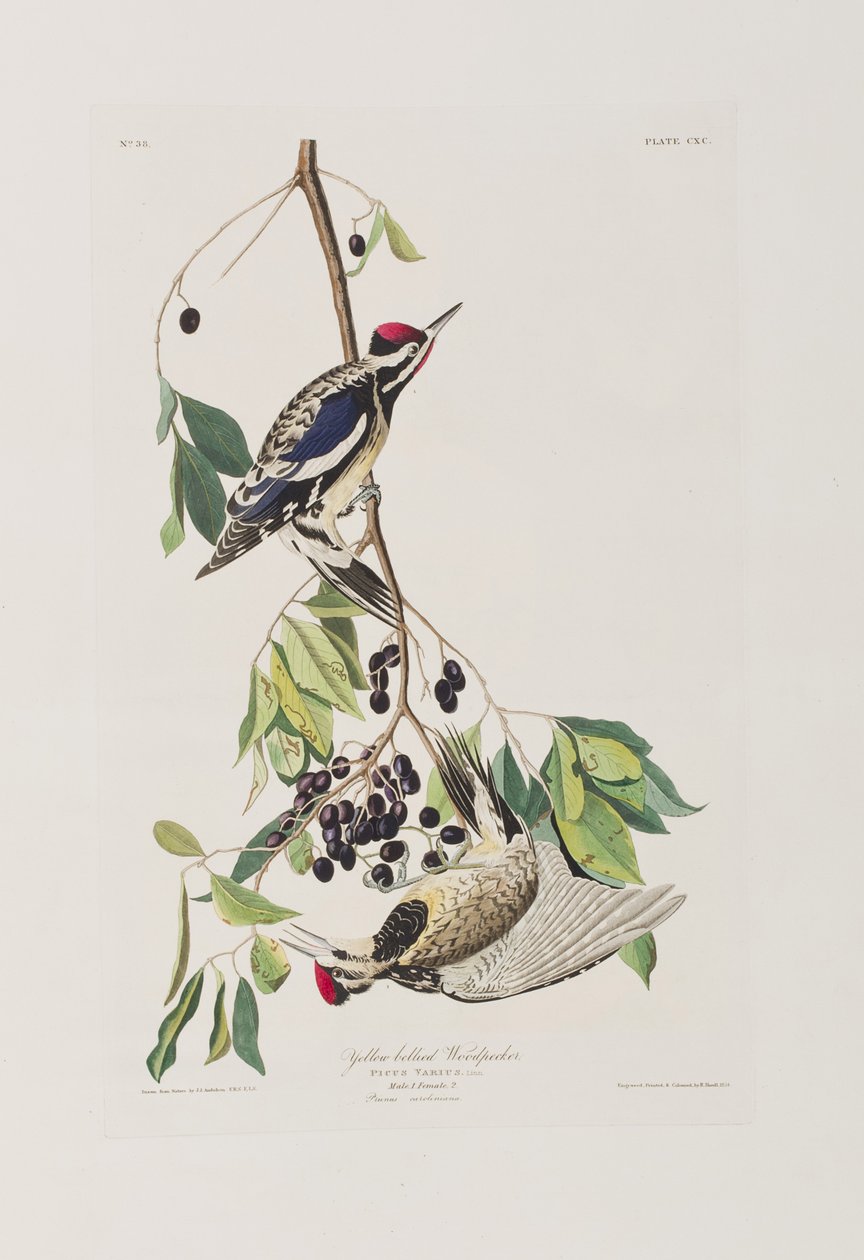 Illusztráció a "Birds of America"-ból alkotó: John James Audubon