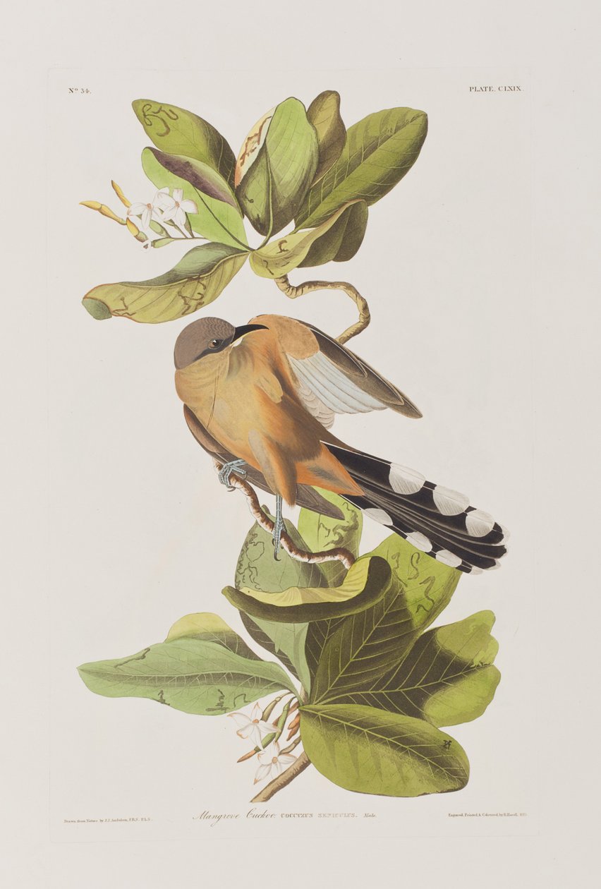 Illusztráció a "Birds of America"-ból alkotó: John James Audubon