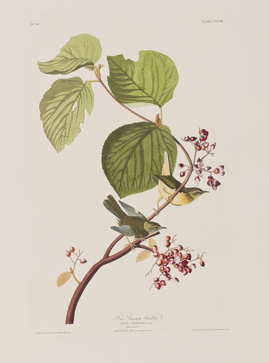 Illusztráció a "Birds of America"-ból alkotó: John James Audubon