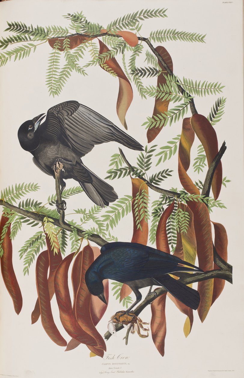 Illusztráció a "Birds of America"-ból alkotó: John James Audubon