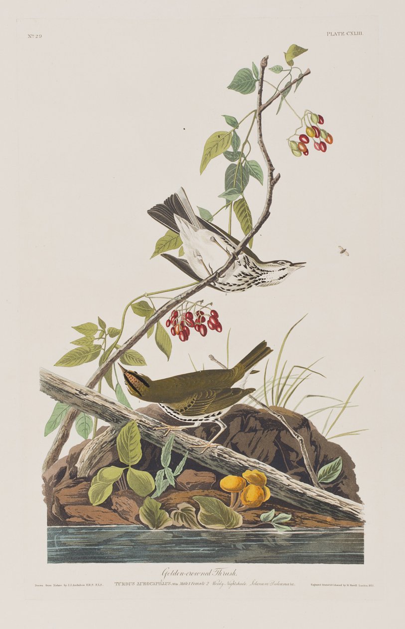 Illusztráció a "Birds of America"-ból alkotó: John James Audubon