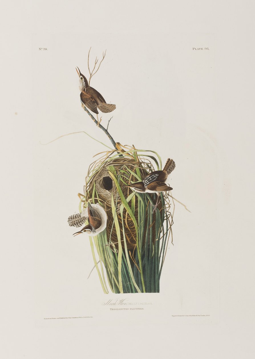 Illusztráció a "Birds of America"-ból alkotó: John James Audubon