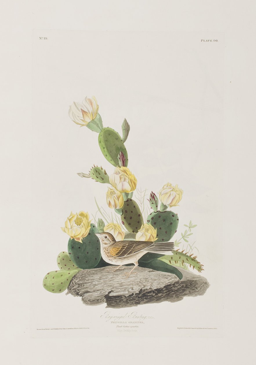 Illusztráció a "Birds of America"-ból alkotó: John James Audubon