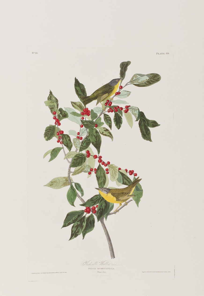 Illusztráció a "Birds of America"-ból alkotó: John James Audubon