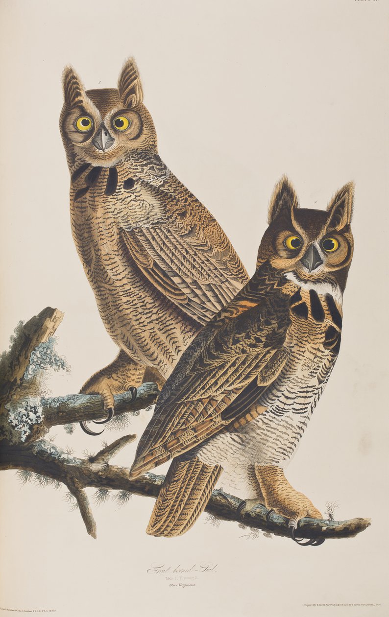 Illusztráció a "Birds of America"-ból alkotó: John James Audubon